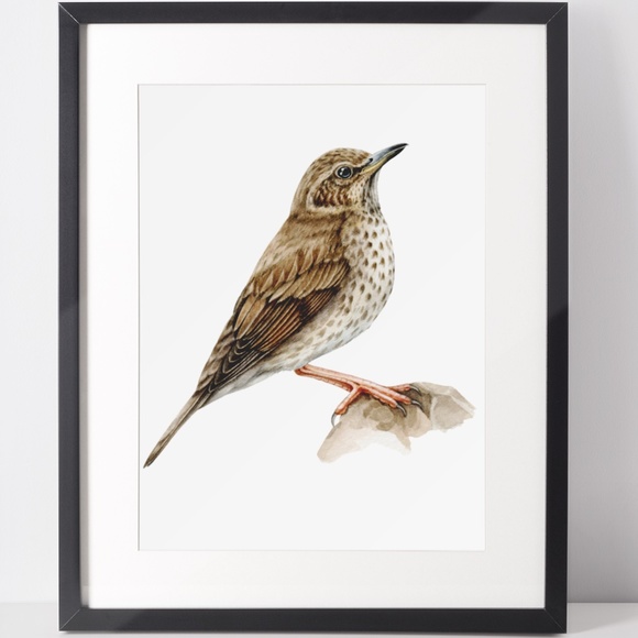 Song Thrush Bird Wall Art Watercolor Illustration Print Poster Card Unframed - Picture 2 of 7